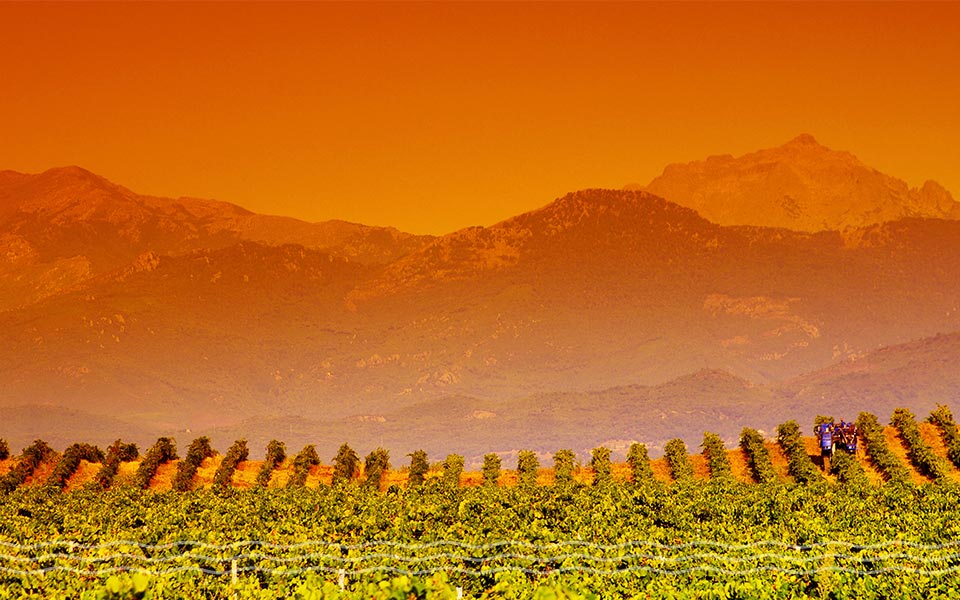Corsica Yacht Charter Highlight Wine Vineyards
