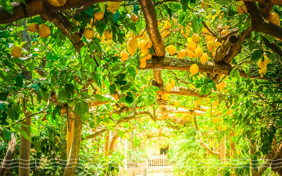 Amalfi Yacht Charter Guide Lemon Groves Amalfi Yacht Charter Guide Lemon Groves